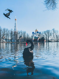 View of birds flying over water