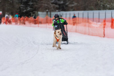 Dog on snow covered land