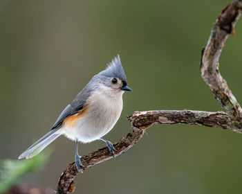 Close-up of bird perching on branch