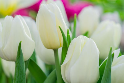 Floral background of white tulips