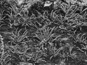 Full frame shot of frozen plants