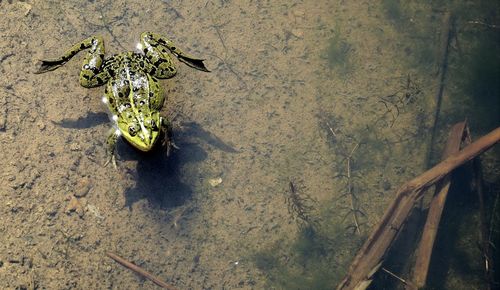 Pond frog. 