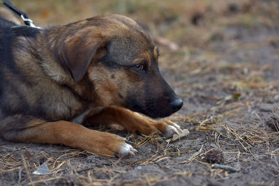 Close-up of a dog looking away on field