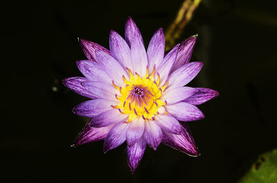 Close-up of purple flower against black background