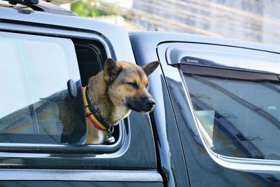 Dog looking through car window