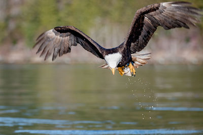 Bird flying over lake