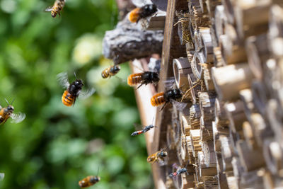 Close-up of bees flying by beehive