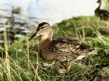 Mallard duck in lake