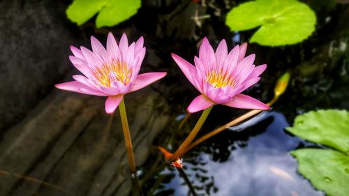 Close-up of pink water lily in lake