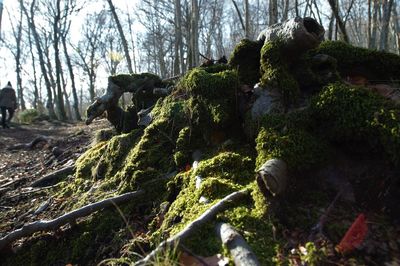 Plants and trees