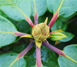 Close-up of insect on leaf