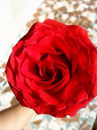 rose - flower