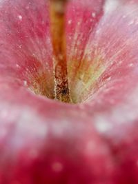 Macro shot of pink flowering plant