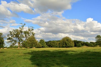 Trees on field against sky