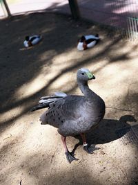 High angle view of birds on beach