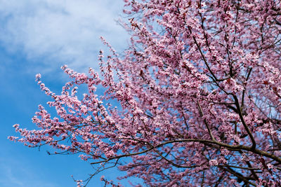 Low angle view of cherry blossom tree