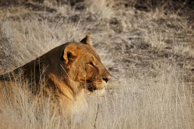 Side view of lioness sitting on grassy field