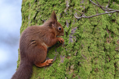 Red squirrel eating a nut 