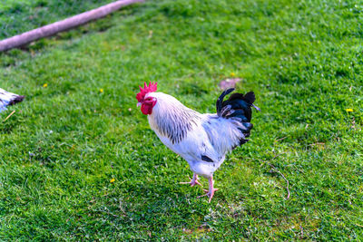 View of a bird on field