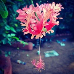 Close-up of pink flower