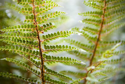 Close-up of fern leaves on tree