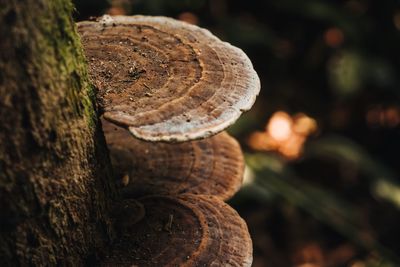 Close-up of tree trunk