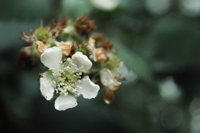 Close-up of cherry blossom