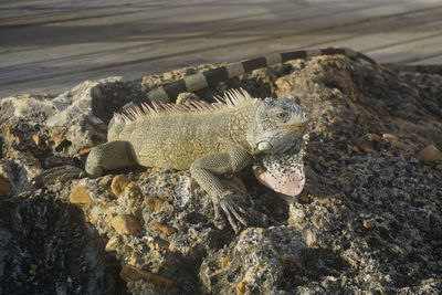 Close-up of lizard on rock