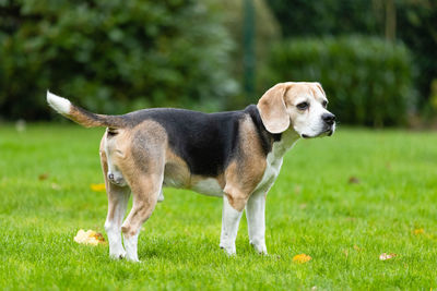 Dog looking away on field