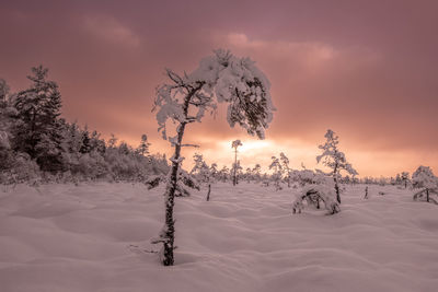 Pine trees on a bog in winter time at sunset