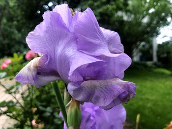 Close-up of purple flowering plant