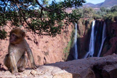 Monkey sitting on rock