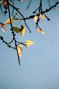 Low angle view of autumnal tree against clear sky