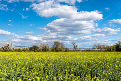 Ripened rapeseed on a field in western germany, in the background a blue sky with white clouds.