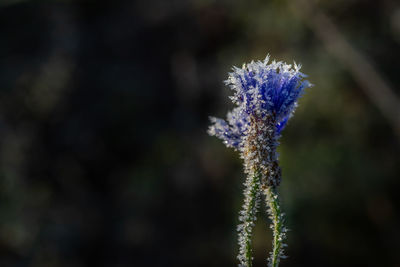 Close-up of purple flowering plant