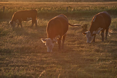 Cattle grazing in field