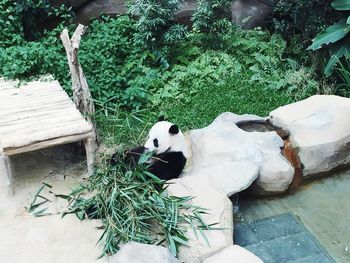 High angle view of cat relaxing on tree trunk