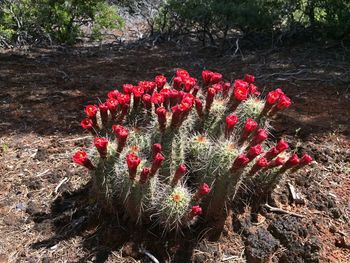 Close-up of pink flowers