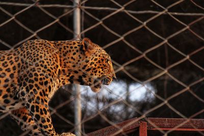 View of cat on fence