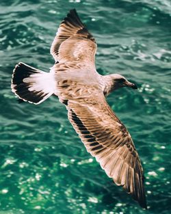 High angle view of seagull flying over lake