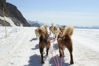 Dogs on snow covered mountain