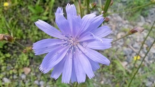 Close-up of purple flower