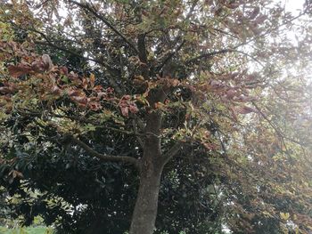 Low angle view of tree against sky