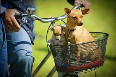 Close-up of dogs in bicycle basket
