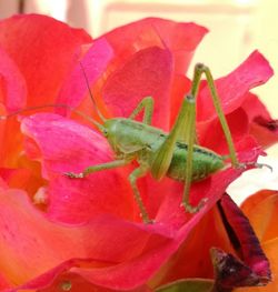 Close-up of insect on red flower