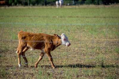 Horse on field