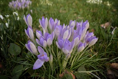 Close-up of purple crocus flowers