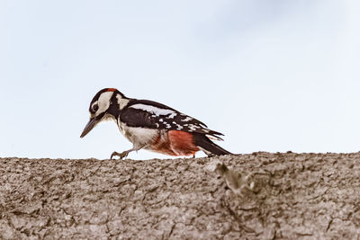 Bird perching on a wall