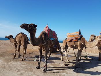 Horses in desert against clear sky