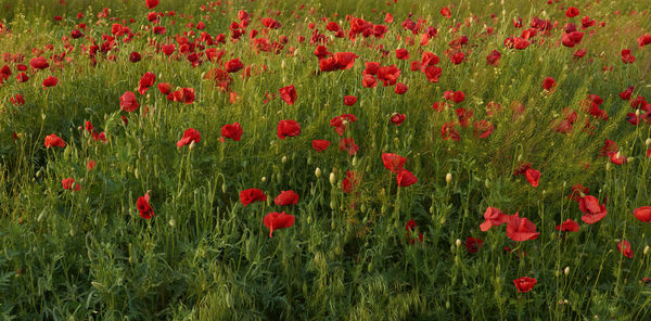 Close-up of red poppy flowers on field